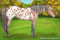 Horse Color:Bay Appaloosa