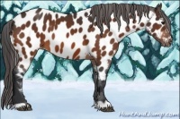 Horse Color:Bay Appaloosa