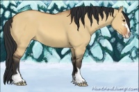 Horse Color:Bay Dun Sabino