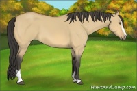 Horse Color:Buckskin Dun Sabino