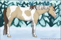 Horse Color:Classic Cream Champagne Dun Sabino Tobiano 