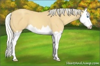 Horse Color:Gold Cream Champagne Splash 