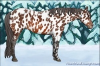 Horse Color:Bay Splash Tobiano Appaloosa  Brindle