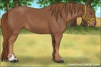 Horse Color:Chestnut Sabino