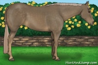 Horse Color:Chocolate Palomino 