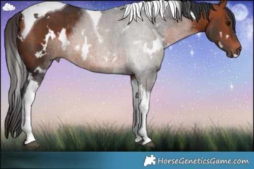Horse Color:White Spotted Brown Tobiano 