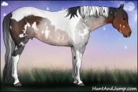Horse Color:White Spotted Brown Tobiano 