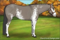 Horse Color:White Spotted Smoky Grullo Frame 