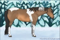 Horse Color:Buckskin Tobiano