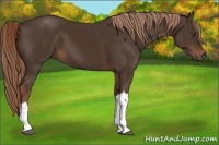 Horse Color:Liver Chestnut 
