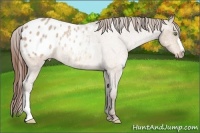 Horse Color:Amber Champagne Roan Appaloosa Rabicano 