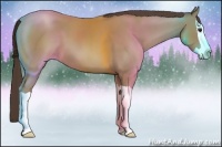 Horse Color:Classic Champagne Splash