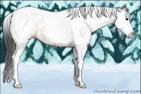 Horse Color:White Spotted Buckskin Splash Tobiano 