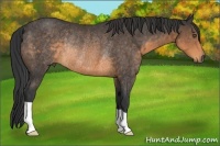 Horse Color:Buckskin Rabicano