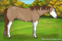 Horse Color:Red Dun Sabino Splash