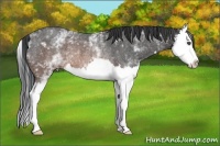 Horse Color:White Spotted Brown Roan Splash Rabicano