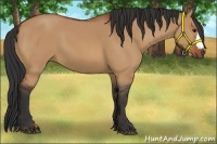 Horse Color:Bay Dun