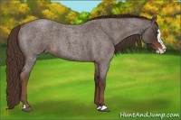 Horse Color:Liver Red Roan Splash