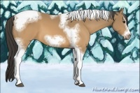 Horse Color:Buckskin Sabino Splash Tobiano Frame 