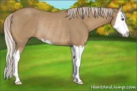 Horse Color:Palomino Sabino Splash Rabicano 