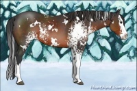 Horse Color:White Spotted Brown Splash Rabicano 