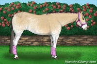 Horse Color:White Spotted Buckskin Dun 