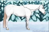 Horse Color:Bay Dun Sabino Splash Tobiano Appaloosa Rabicano