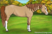 Horse Color:Red Dun Splash