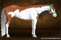 Horse Color:Bay Splash Frame 