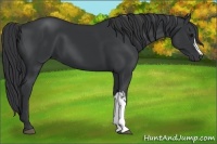 Horse Color:Black Frame 