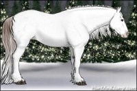 Horse Color:Brown Ice Appaloosa Rabicano