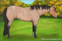 Horse Color:Bay Roan Sabino