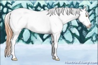 Horse Color:Classic Cream Champagne Tobiano Appaloosa 