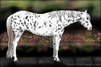 Horse Color:White Spotted Smoky Black Tobiano Frame Varnish 