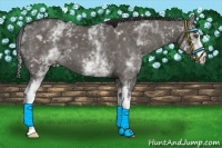Horse Color:White Spotted Grullo