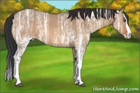 Horse Color:White Spotted Bay Ice Dun Splash