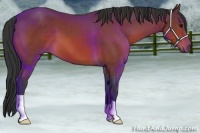 Horse Color:Bay 