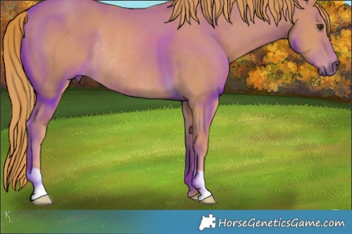 Horse Color:Chestnut Rabicano 