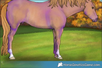 Horse Color:Chestnut Rabicano 