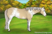 Horse Color:White Spotted Silver Bay Dun Splash