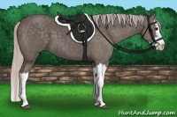 Horse Color:Silver Black Splash 