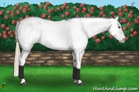 Horse Color:Liver Chestnut Tobiano Appaloosa