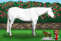 Horse Color:Liver Chestnut Tobiano Appaloosa