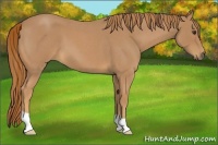 Horse Color:Red Roan