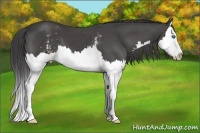 Horse Color:White Spotted Smoky Black Splash 