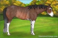 Horse Color:Bay Sabino Rabicano 