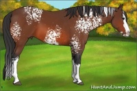 Horse Color:White Spotted Bay Splash