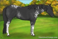 Horse Color:White Spotted Black 