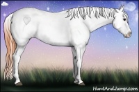 Horse Color:White Spotted Bay Dun Splash Appaloosa 