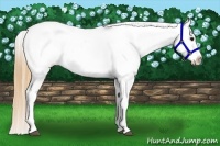 Horse Color:Smoky Grullo Tobiano Varnish
